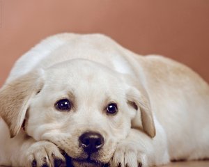 皇家寵物食品“相中”萬古科技 搭建eHR管理平臺(tái)